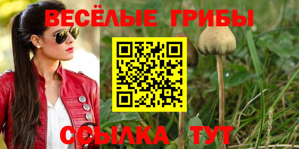 Ачхой-Мартан  Галлюциногенные грибы Psilocybine cubensis  Псилоцибиновые грибы MAGIC MUSHROOMS  цены наркотик  Вход с VPN 